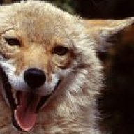 the peace coyote