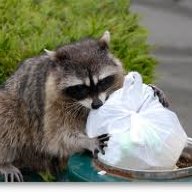 dumpsteredfeta