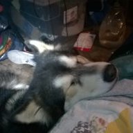 mutt lust