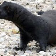 varminT