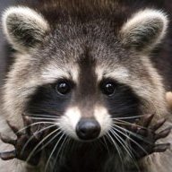 TrashPanda