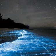 Seasee