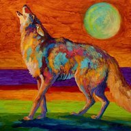 TheCoyoteKing