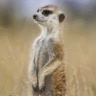 Mongoose2