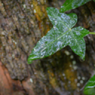 IAmThePoisonIvy