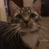 BabyYoda