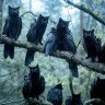 WhenCatsFly