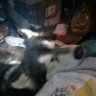 mutt lust