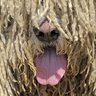 SomeDumbFluff