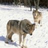 Nomadic Wolf