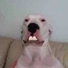 Buck Toothed Dogo