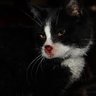 ghostkittxn