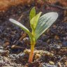 Sproutling