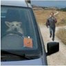 dingo dave