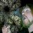 Psychonaut