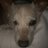 Eugeniethedog