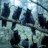 WhenCatsFly