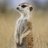 Mongoose2